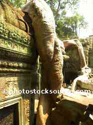 Ta Prohm Tree Roots