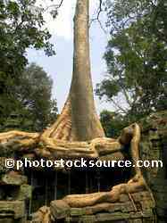 Ta Prohm Tree Roots