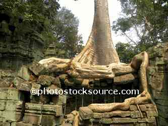 Ta Prohm Tree Roots