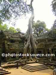 Ta Prohm Tree Roots