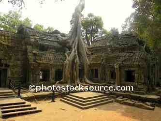 Ta Prohm Tree Roots