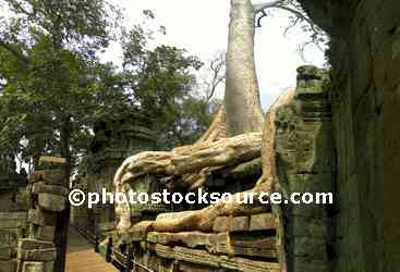 Ta Prohm Tree Roots