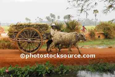 Farmer With Ox Cart