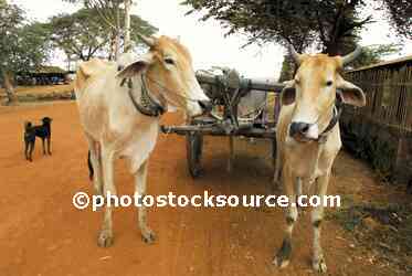 Zebu Oxen