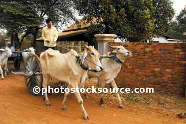Man wth Zebu Ox Cart