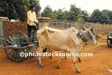 Man wth Zebu Ox Cart
