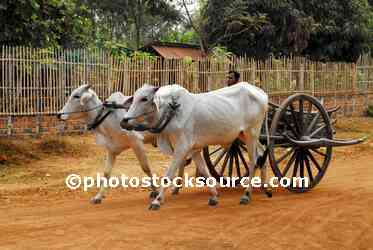 Man Driving Ox Cart