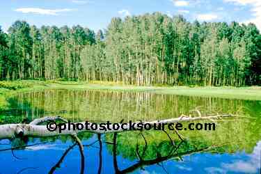 Aspens by Lake