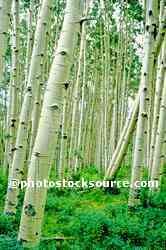 Aspen Trees