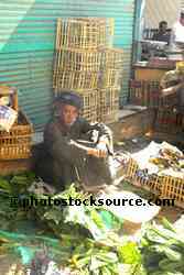 Vegetables for Sale