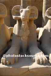 Ram-headed Sphinx