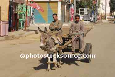 Donkey Cart