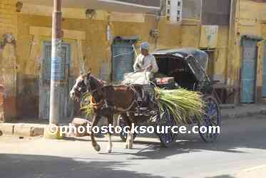 Horse Drawn Carriage