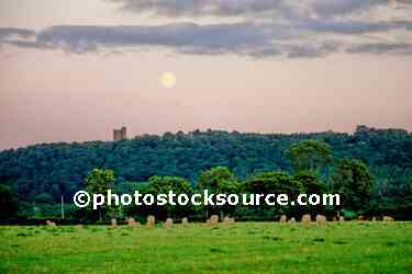 Sheep and Moonrise
