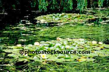 Waterlilies and Willows