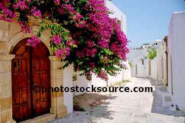 Purple Bouganvilla