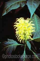 Tropical Flower
