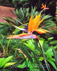 Bird of Paradise