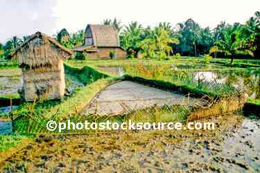 Rice Field and Buildings