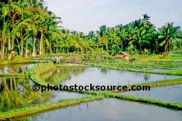 Rice Fields
