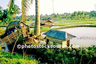 Rice Field Ducks