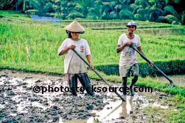 Rice Field Workers