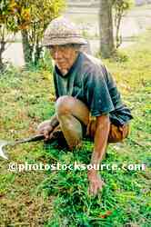 Grass Cutter