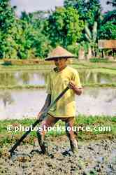 Rice Farmer