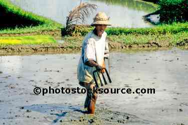 Man in Rice Field