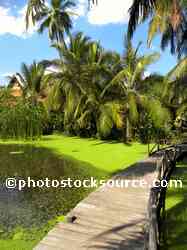 Palm Tree Pond