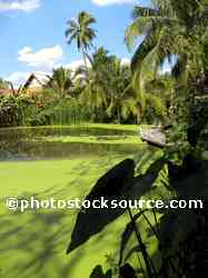 Palm Tree Pond
