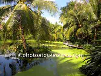 Palm Tree Pond