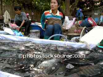 Live Fish for Sale