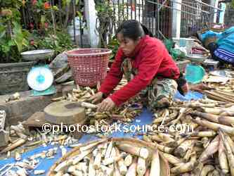 Woman Selling Bamboo Shoots