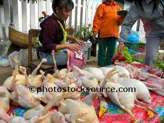 Woman Selling Chicken