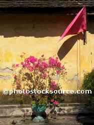Bouganvillea and Flag