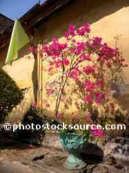 Wat Si Saket Bouganvillea