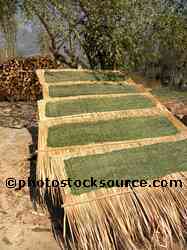 Drying Kaipen
