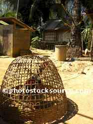 Bamboo Chicken Pen