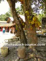 Jackfruit Tree