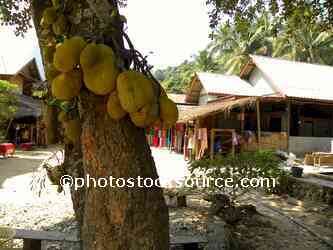 Jackfruit Tree