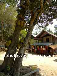 Jackfruit Tree