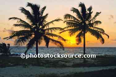 Palm Tree Sunset