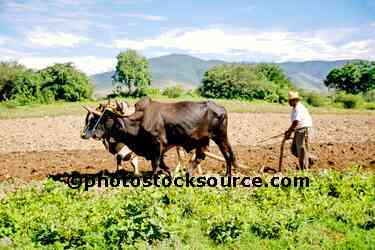 Oxen and Farmer