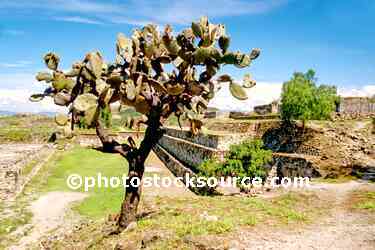 Ruins and Cactus
