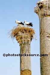 Storks in the Ruins