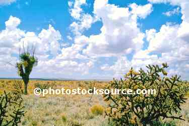 Yucca and Cholla