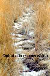 Winter Grass