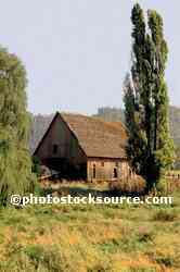 Barn and Poplars