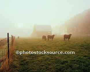 Barn in Fog